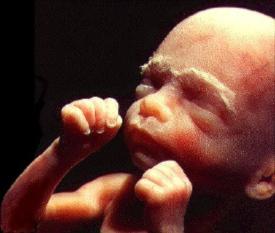 Основные периоды внутриутробного развития ребенка thumbnail