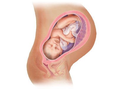 Развитие ребенка по месяцам внутриутробное thumbnail