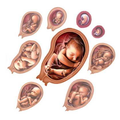 Внутриутробное развитие ребенка его основные периоды thumbnail
