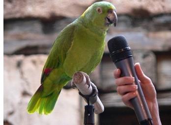 как научить попугаев говорить