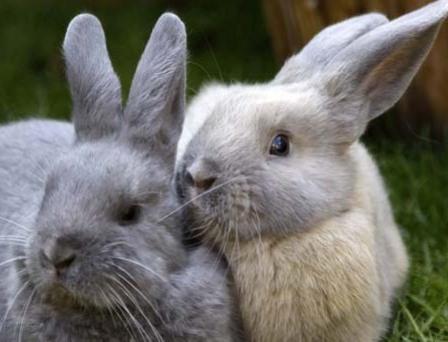 Лечение миксоматоза у кроликов