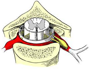 the spinal cord is coated