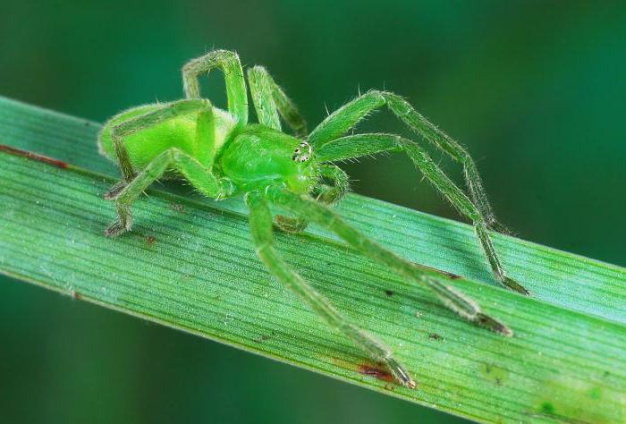 зеленый паук фото 