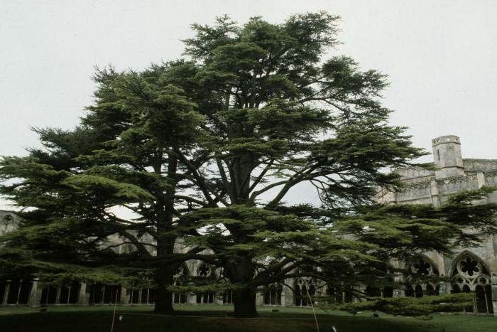 какое дерево на гербе ливана
