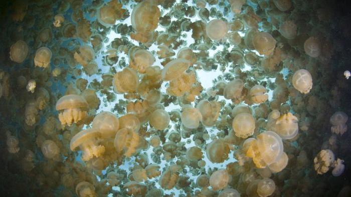 озеро медуз палау