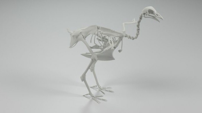 строение скелетов позвоночных животных