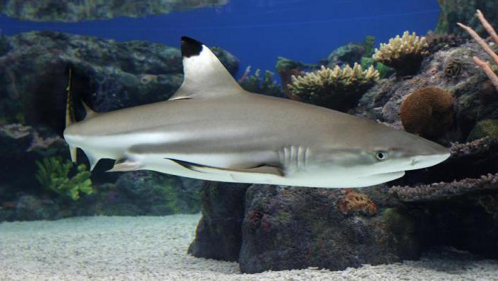 black-reef shark