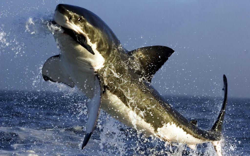 Охота тигровой акулы