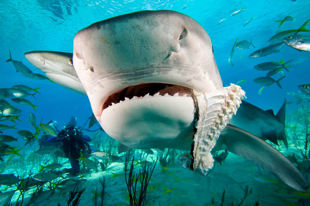 Зубы тигровой акулы