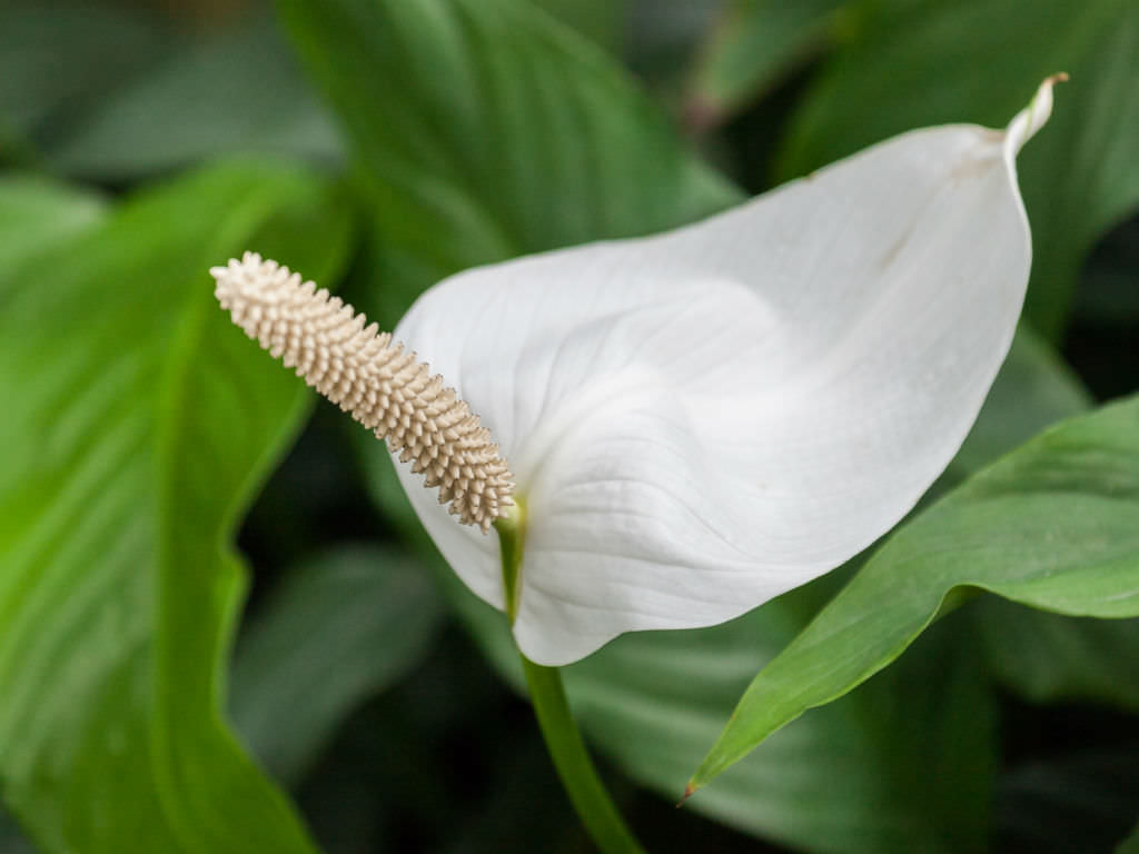 Цветок спатифиллума
