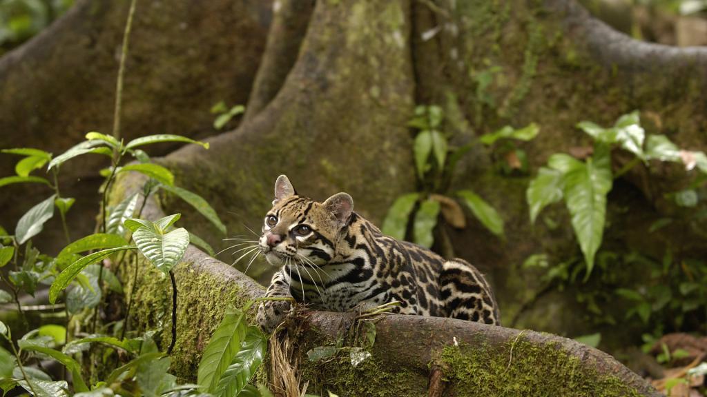 Леопардовый кот