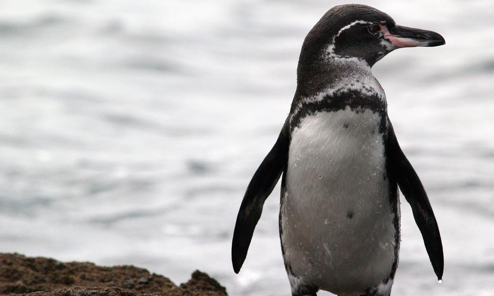 галапагосский пингвин