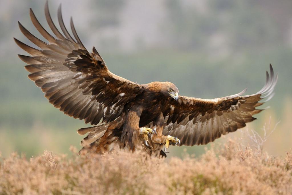 eagle golden eagle