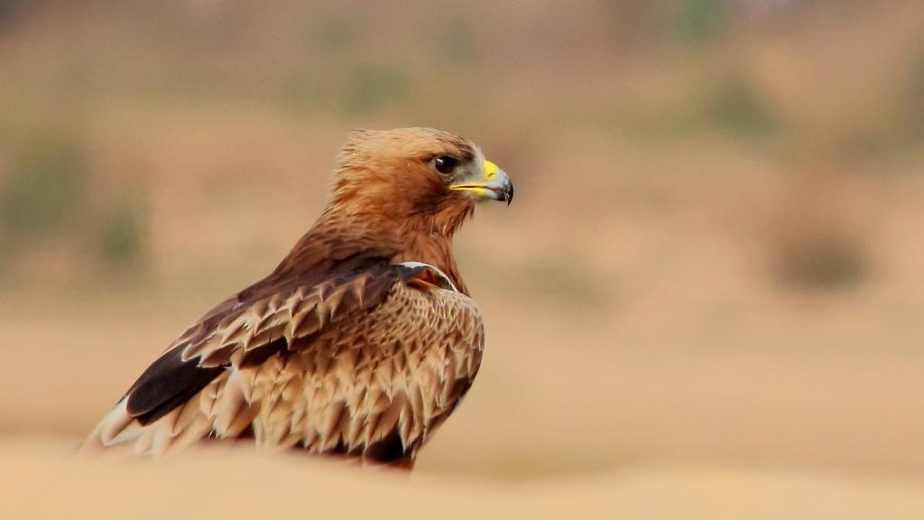 Dwarf eagle