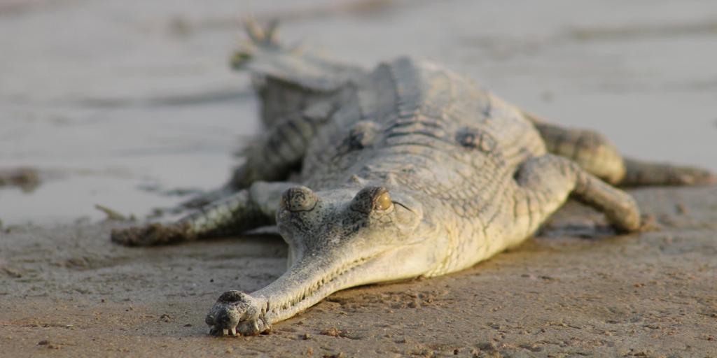 гавиаловый крокодил