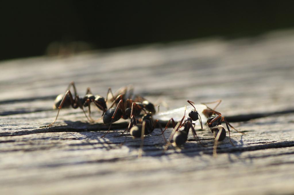 чистоплотные муравьи
