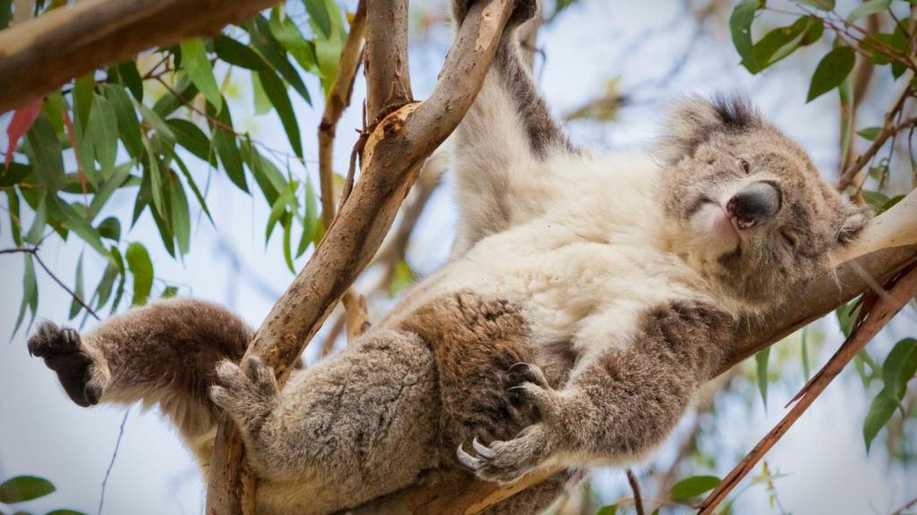 lazy koala