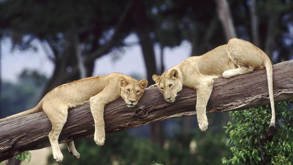 african lions