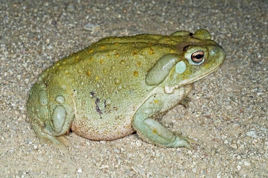 колорадская жаба