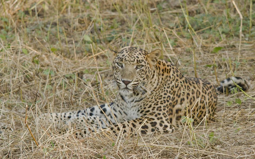 леопард в траве