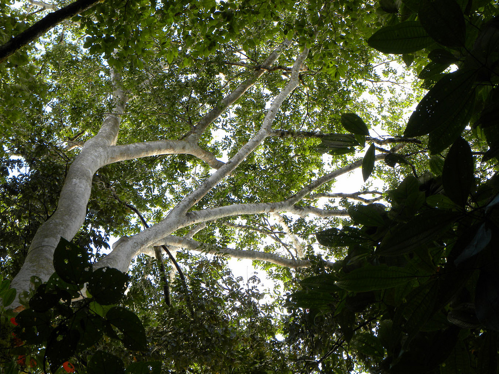 амарантовое дерево