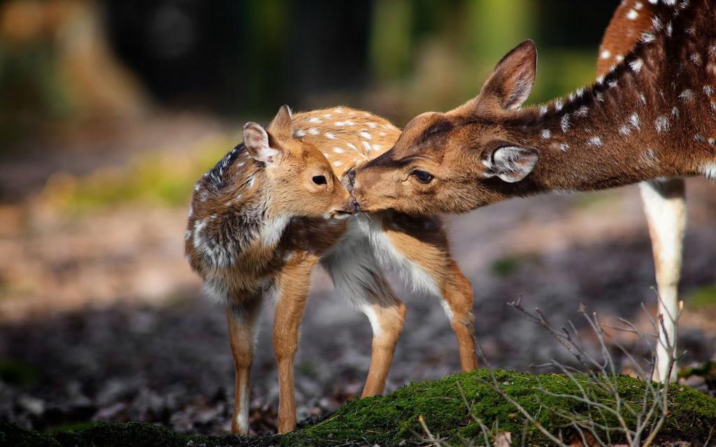 mother and baby deer