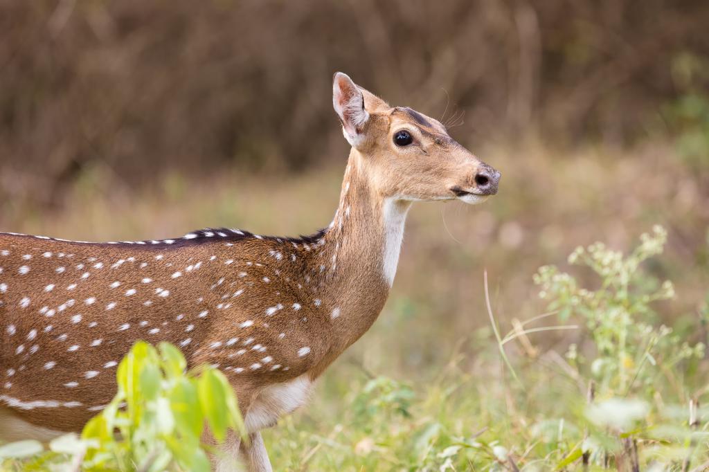 Axis deer female