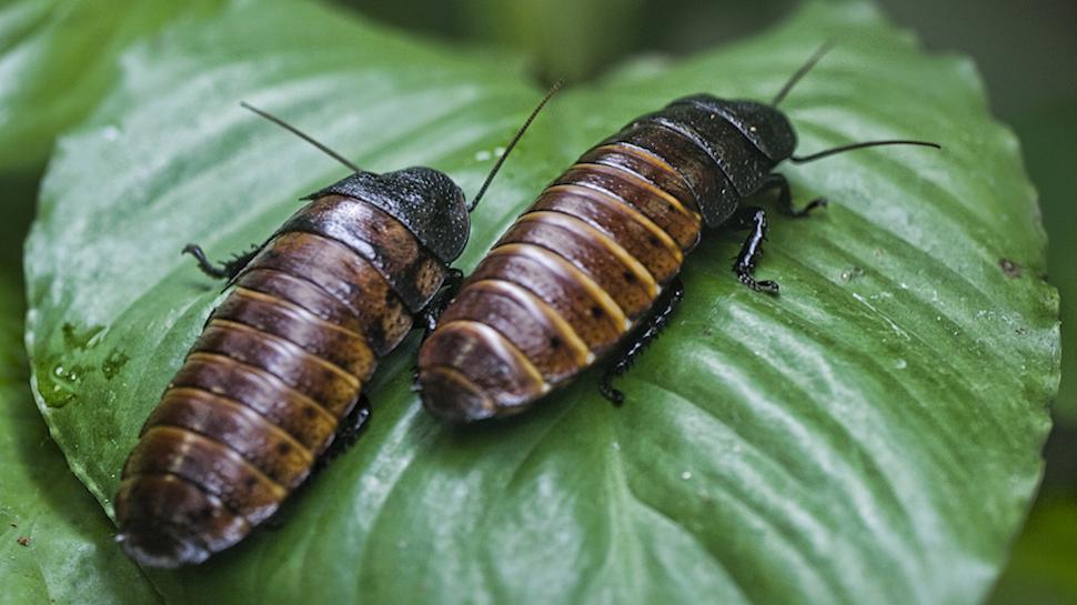 Madagascar cockroach