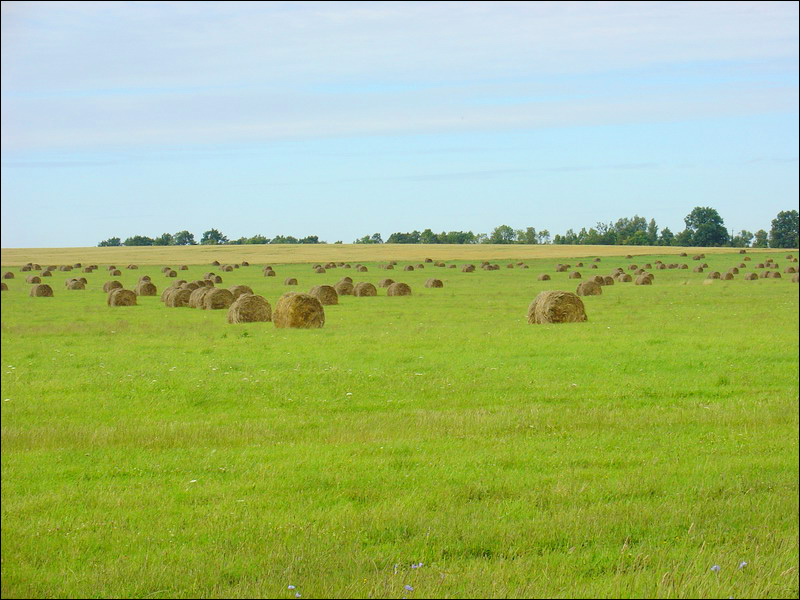 the diversity of nature in the Kaliningrad region