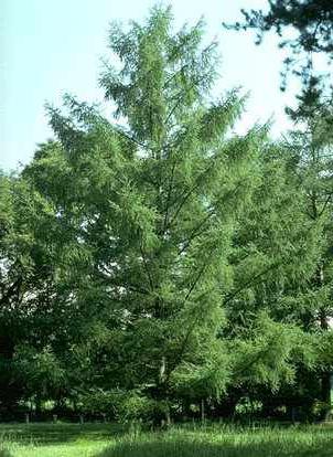 Лиственница - это лиственное или хвойное дерево