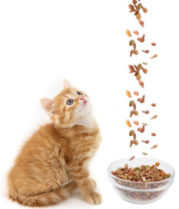 премиум корма для кошек