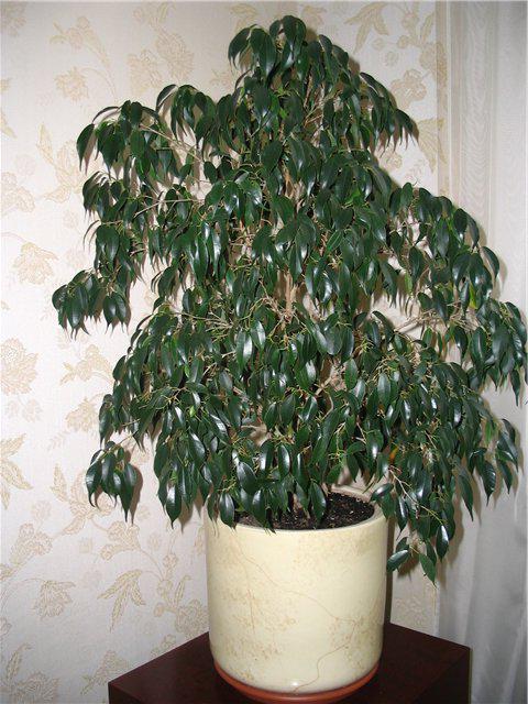 how to care for ficus benjamin