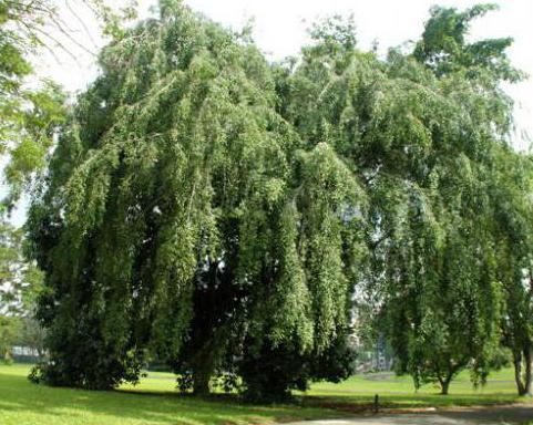 the birthplace of ficus benjamin