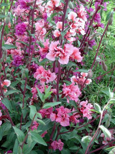 Clarkia Flower