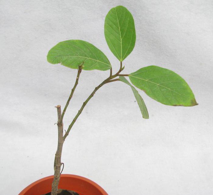 ficus bengal reproduction