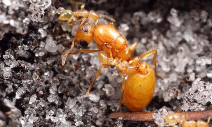 фараоновы муравьи в квартире как избавиться