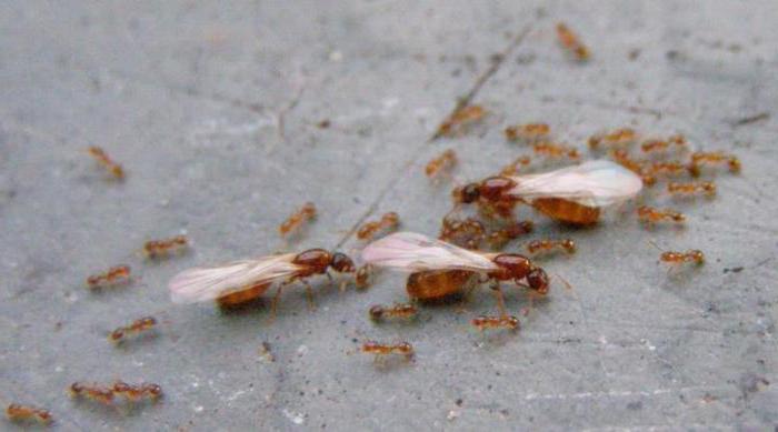 фараоновы муравьи как избавиться