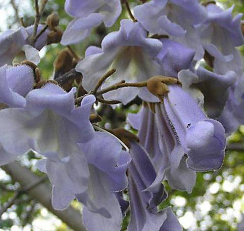 адамово дерево цветок