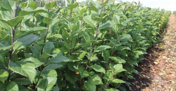 apple tree seedlings Price