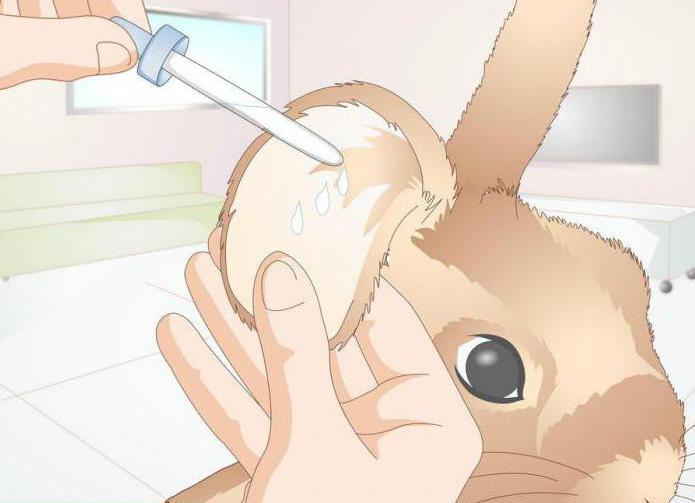 ушной клещ у кроликов лечение в домашних условиях народными средствами