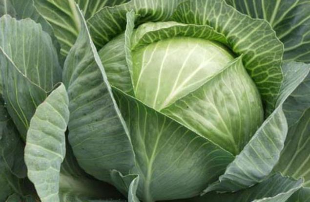 Rinda cabbage variety