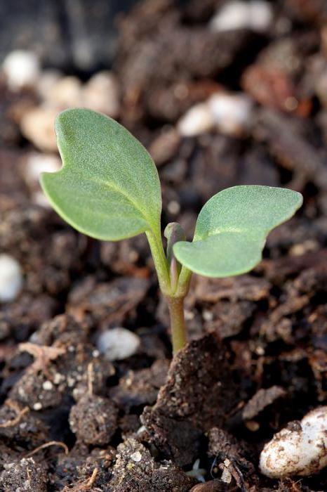 early cabbage