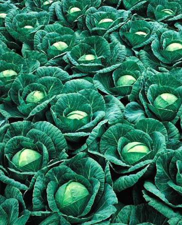 description of cabbage rind