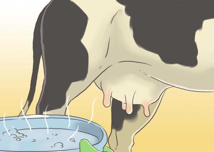 бородавки на вымени у коровы лечение папиломатоза
