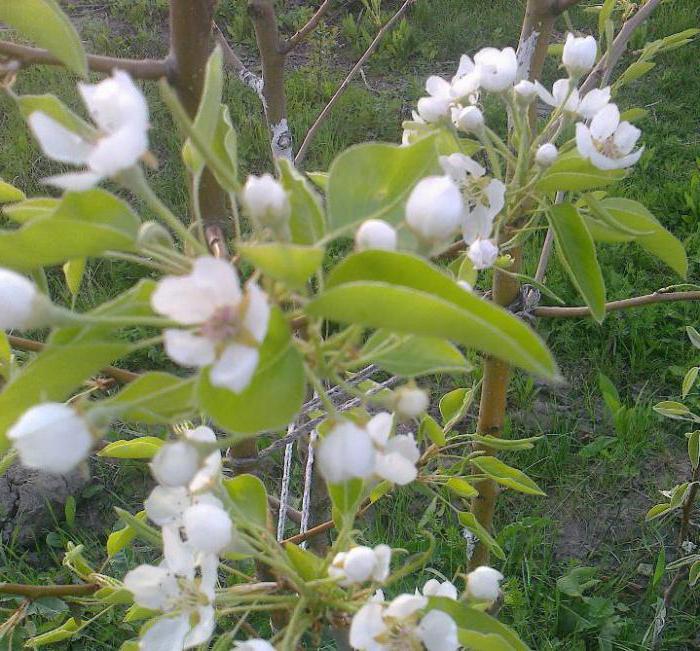 Bryansk beauty pear description