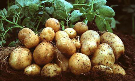 картофель санте описание сорта