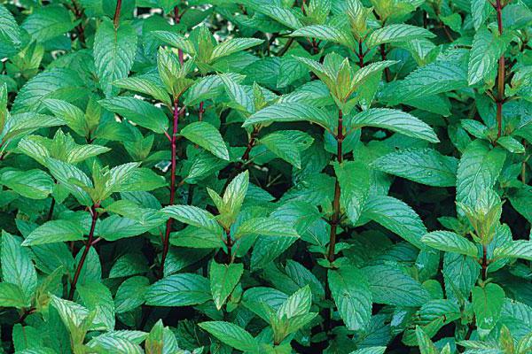 how to grow peppermint at home