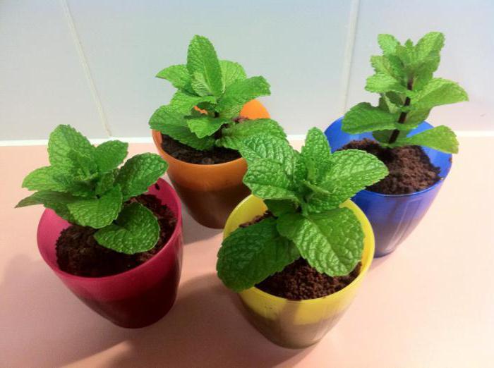 mint on the windowsill