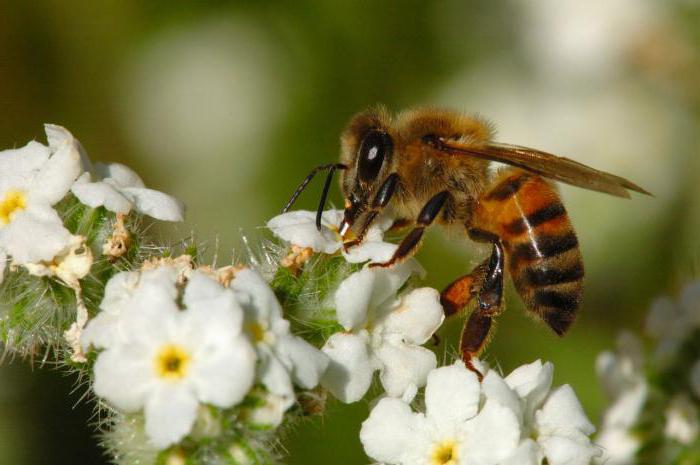 bee buckfast characteristic