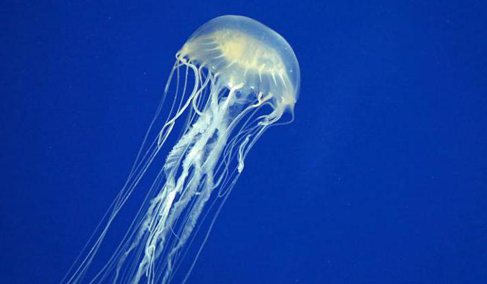ужалила медуза в средиземном море